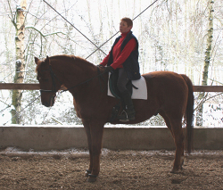 Bild von Waltraud Schitteck auf Pferd